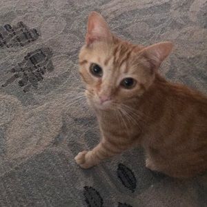 Meet your Posher, Cindy